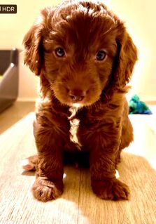 Aussiedoodle Welpen, Australian Shepherd x Kleinpudel