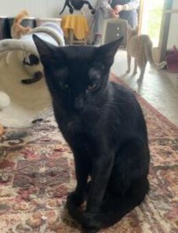 kleiner, schüchterner Tristan - Idstein