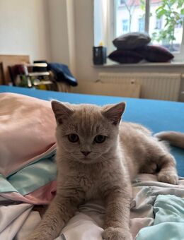 2 British Kurzhaar Kitten (männlich und weiblich) zur sofortigen Abgabe bereit - Gera
