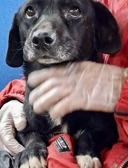 Verwaiste, sanfte Hundeoma Sonja - Koblenz