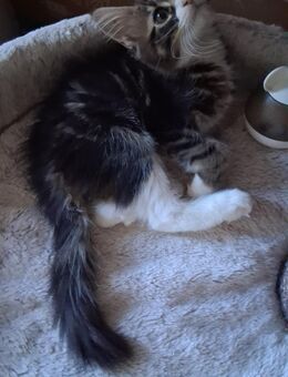 Maine coon kitten - Artern (Unstrut) Zentrum
