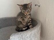 Zwei zauberhafte, stubenreine Katzenmädchen!!! - Wuppertal