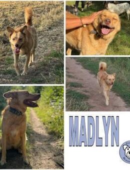 MADLYN -sucht hundeerfahrene Menschen- - Duisburg