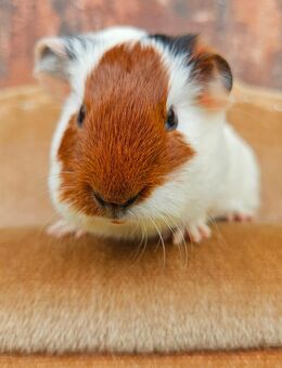 MEERSCHWEINCHEN KASTRAT WEIBCHEN - Georgsmarienhütte