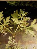 Aquariumpflanzen in 28213