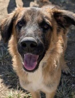 Flint, geb. ca. 03/2025, GRIECHENLAND - Euskirchen