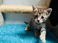 2 Kitten (Siam-Mix) ab dem 2.12. abzugeben - Schortens