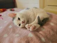 Katzenpflegestelle für Notfälle freut sich über Sachspenden - Nierstein