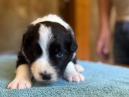 Border Collie Welpen reinrassig - Ingersleben