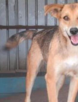 Luna ist eine Kuscheltante 🐾 - Elsdorf (Nordrhein-Westfalen)