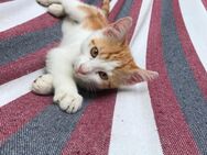 Katzen kitten suchen…. - Trier