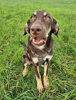 Bruno ein entspannter Junghund - Morsbach