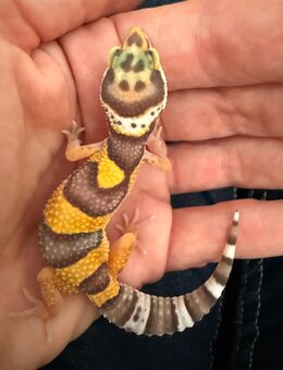0.1 Red Dymont Leopardgecko Weibchen ENZ 25 - Emsdetten