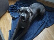 Deckrüden gesucht Cane Corso - Lüdenscheid