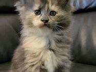 2 Süße Maine Coons: 1 Mädchen in blue tortie (smoke) white 1 Kater in black tabby mit Papieren - Grafing (München)