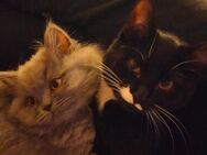 2 Katzenmädels suchen neues Zuhause - Wismar Zentrum