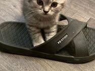 BKH Kitten - Herne