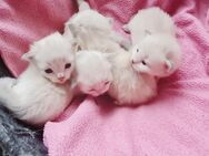 Wunderschöne Siam Balinesen Kitten - Essen Zentrum
