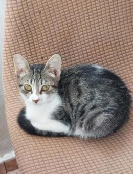 Inna Schmusekatze sucht Familie - Unterföhring