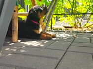 Rottweiler Dobermann Mix - Sanitz