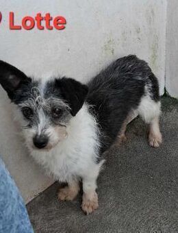 Lotte - eine liebe kleine Hündin - Höchst (Odenwald)