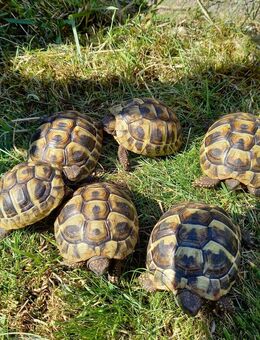 Griechische Landschildkröten Nachzucht 2024 - Neustadt (Sachsen)