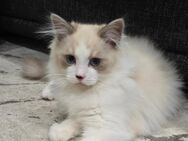 Ragdoll Kitten Abgabebereit Kätzchen - Sulzfeld (Baden-Württemberg)