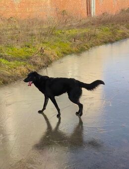 Rio sucht ein neues Zuhause - Großrosseln