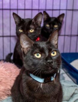 Flora, Fauna + Primavera suchen Zuhause - Bad Camberg