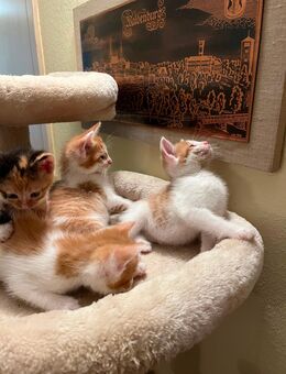 Kitten rot weiß männlich Katzen katzenbabys Katzenkinder - Waldenburg (Sachsen)
