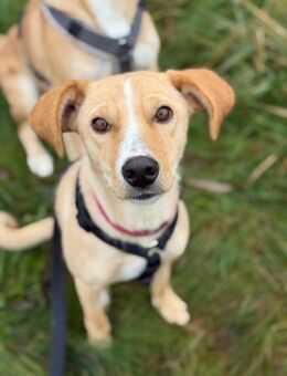 mittelgr. Hündin auf PS in Berlin, Kiani - Köln