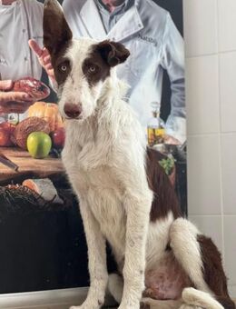 Beauden - Gelnhausen