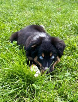 Mini Australian Shepherd Welpen - Haltern (See)