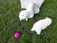 Reinrassige Pomeranian Welpen - Kyritz