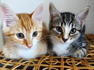 2 Heilige Birma / EKH Kitten Katzen Abholbereit - Schaffhausen