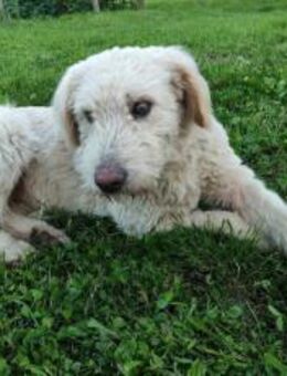 Kuschelbär Aras sucht sein Körbchen - München