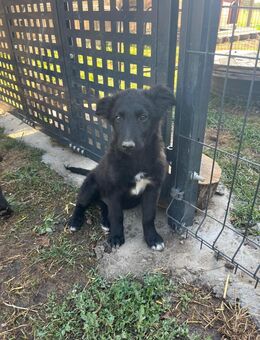 Junghund Dobri - Ellerbek