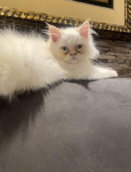 Perser babykatze - Dorfen Zentrum