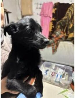 Rudolf - Pflegestelle oder Zuhause gesuc - Oberwies