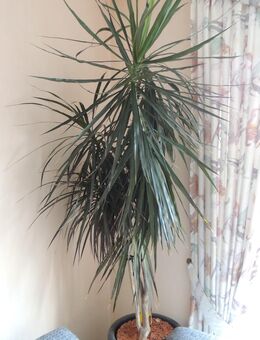 Drachenpalme ca. 200 cm hoch kräftige Pflanze Drachenbaum - Niederwerrn