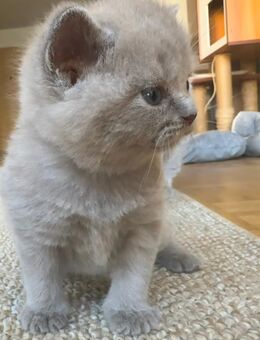 Lilac/Fawn/Blue BKH Kittens suchen ein liebevolles Zuhause - Ingolstadt