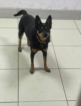 LOLA- entzückend e Dame - Mainhardt