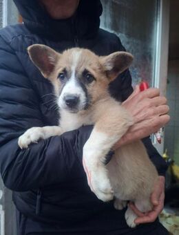 Ernie sucht seine Herzensmenschen - Celle