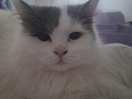Kater dringend abzugeben. - Chemnitz