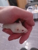 Süße farbmäuse suchen einen zu Hause in 38448