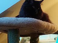 Maincoone Britisch Edelmix Katze - Bochum Langendreer