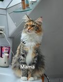 Zuckersüße Maine Coon Kitten in 38112