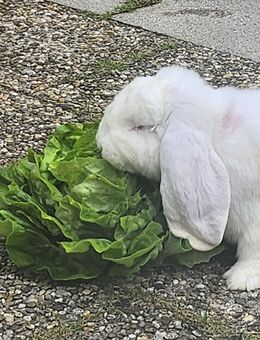 Deutscher Widder männlich, 9 Monate alt - Kösching