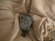 Reinrassige BKH-Kitten Abgabe ab 12 Wochen in liebevolle Hände - Rockenhausen