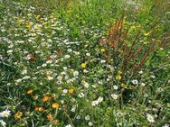Blumenwiese mehrjährig Wildblumenwiese Wildblumensamen wildblumen Veitshöchheimer Bienenweide riesige Vielfalt an Blumenarten und Saat Wildkräutern insektenfreundlich flower insektenfreundlich Satgut Blumenwiese - Pfedelbach